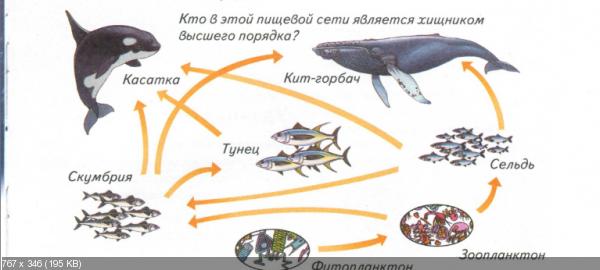 На рисунке цифрами 1 и 2 отмечены места обитания кита орки запиши названия этих океанов